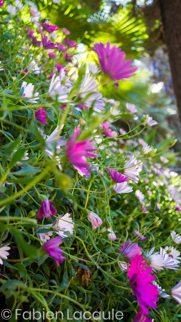 Jardin de Gibralfaro